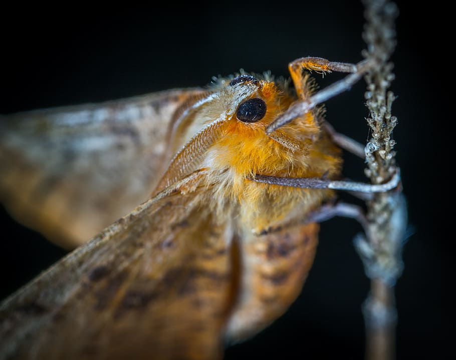 insect, moth, lepidoptera, macro, animal themes, animal wildlife HD wallpaper