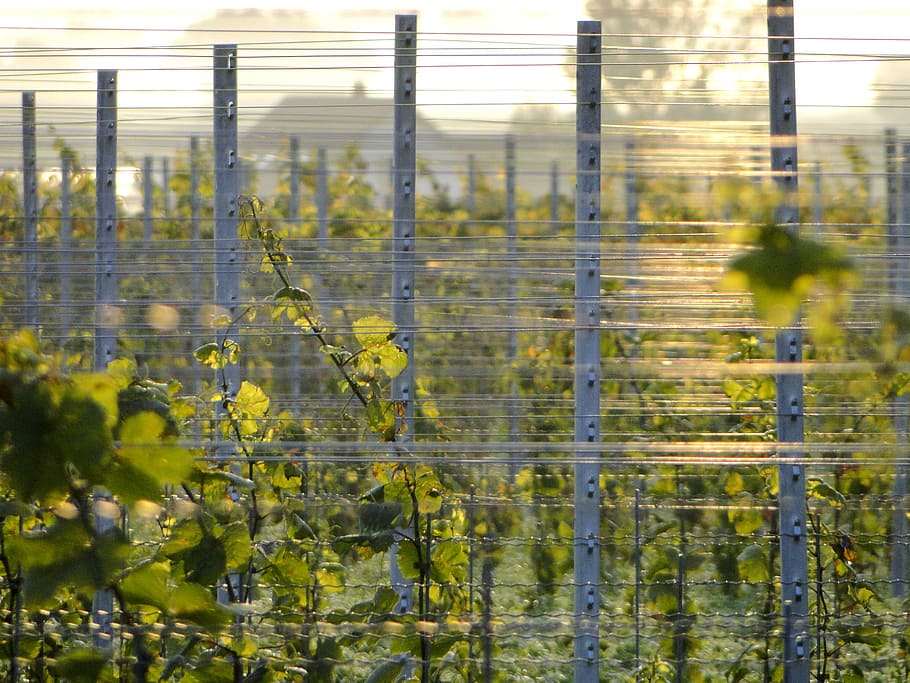 grapevine, post, winegrowing, vines, grapes, nature, vines stock HD wallpaper