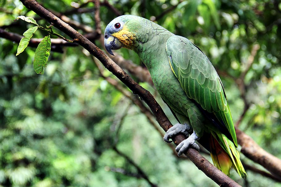 shallow focus photography of green parrot standing on twig HD wallpaper
