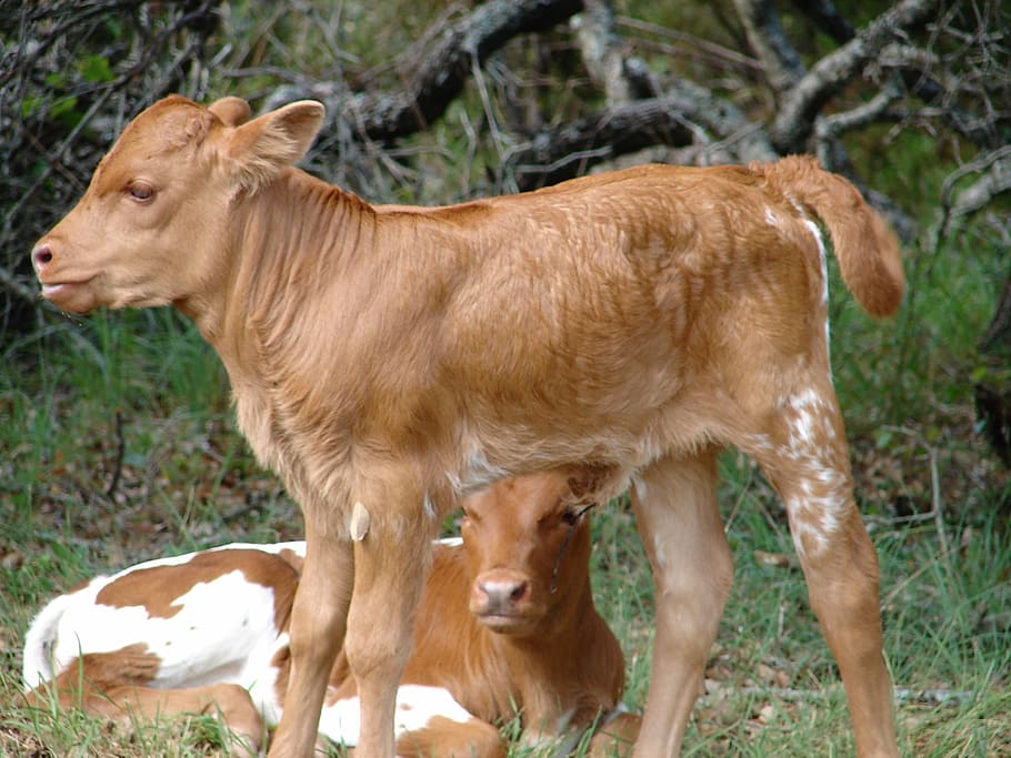 calf, baby, cow, cattle, young, farm, tan, green, mammal, agriculture, HD wallpaper