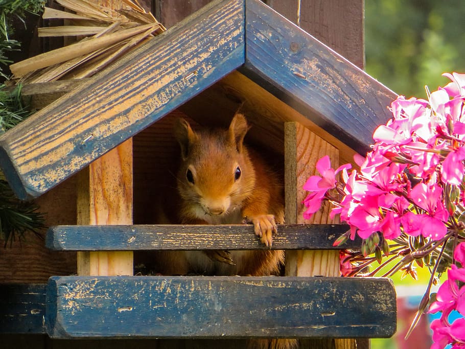 brown squirrel in blue and brown wooden house, cute, garden HD wallpaper
