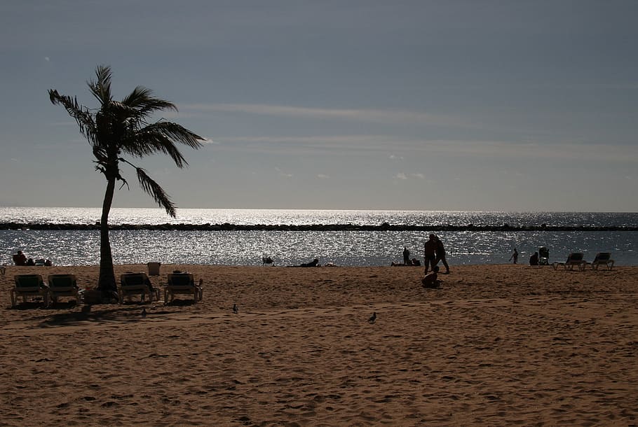 Palm, Beach, Palm Tree, Sand, tenerife, canary islands, sea HD wallpaper