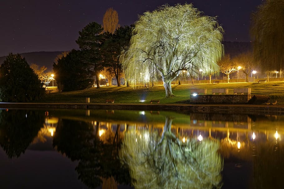 light, night, lake, reflection, tree, illuminated, water, plant HD wallpaper