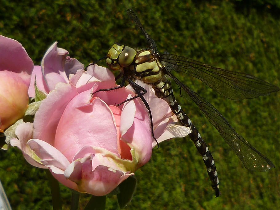 dragonfly, insect, nature, close, macro photography, rose, plant HD wallpaper