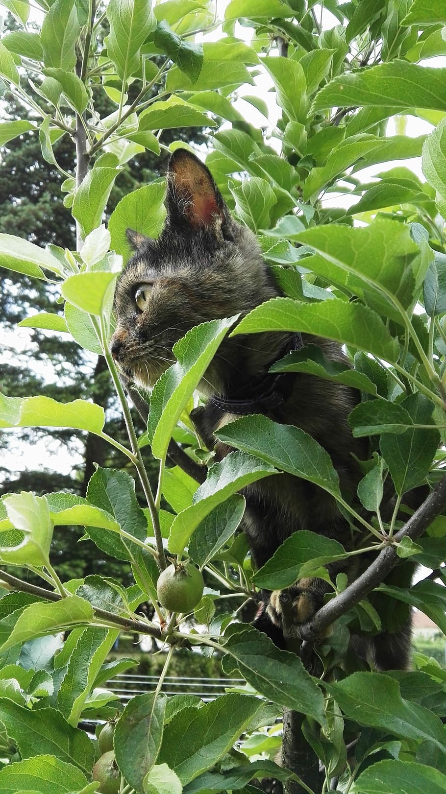 Cat, Tree, Climb, Hide, Pet, leaf, one animal, animals in the wild HD wallpaper
