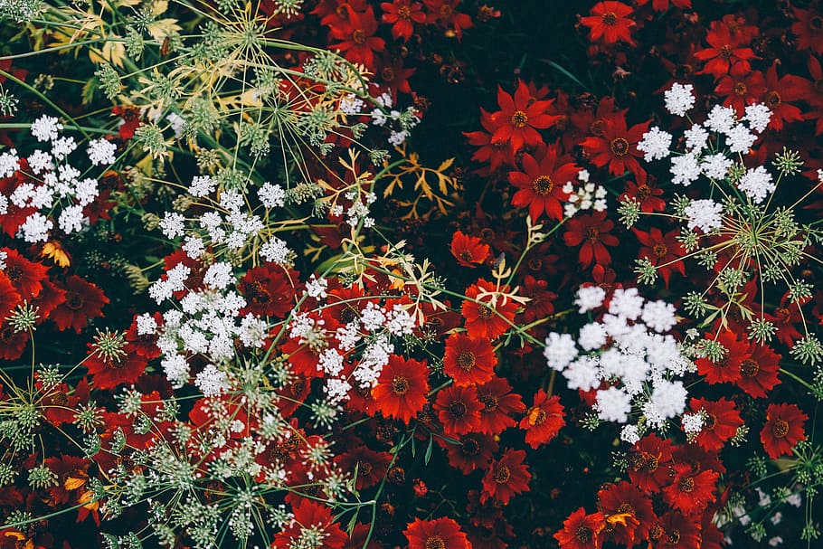 close up photo of garden, high angle photography of red and white petaled flowers with black background HD wallpaper