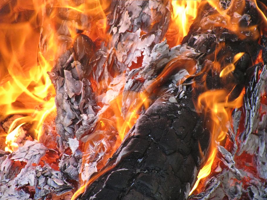 bonfire, forest, burning, fire - natural phenomenon, flame HD wallpaper