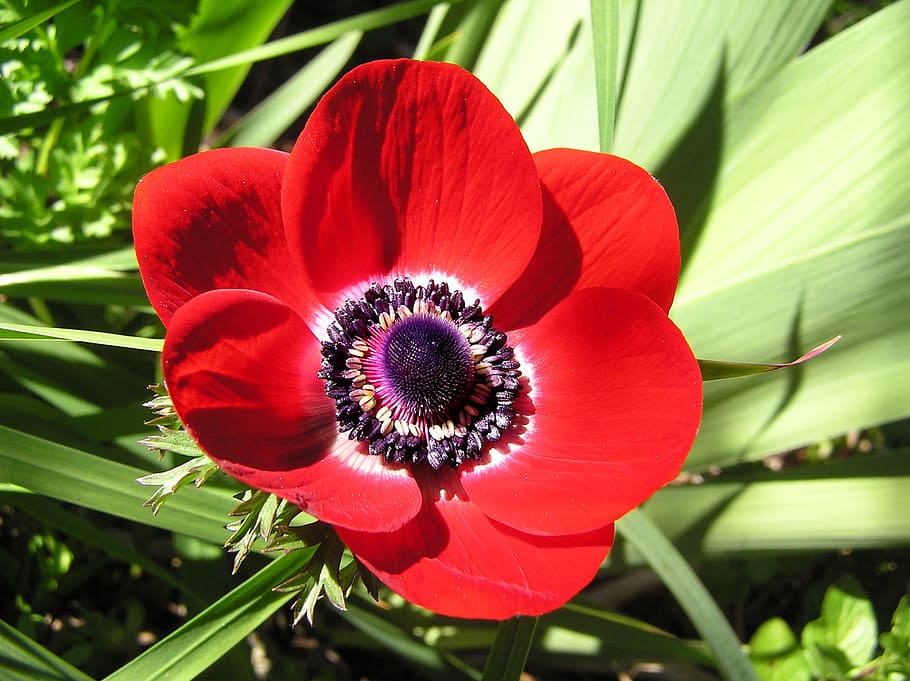 anemone, flower, garden, spring, flowering plant, freshness HD wallpaper
