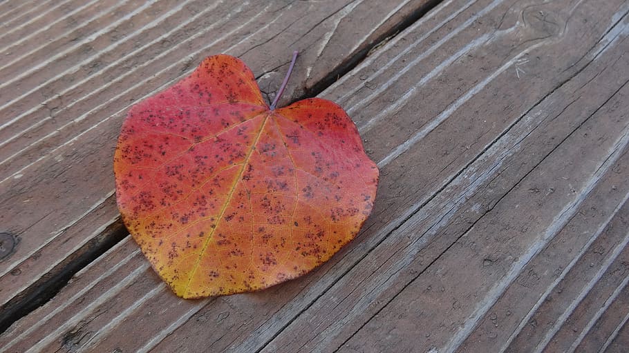 Leaf, Autumn, Fall, Nature, Season, colorful, fallen, autumnal HD wallpaper