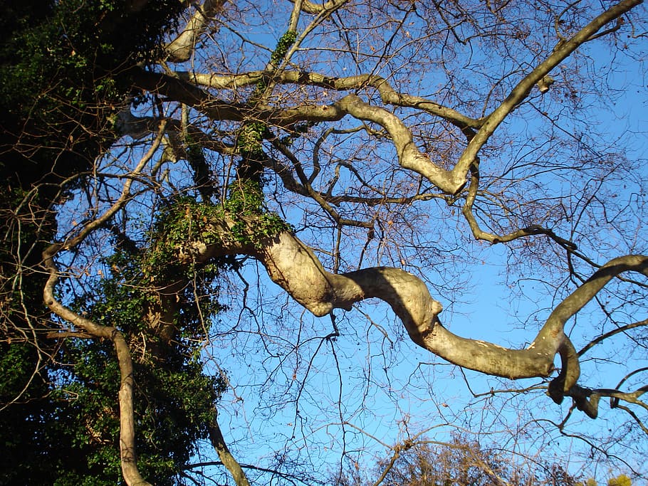 Trees, Branches, Nature, Tortuous, twisted, one animal, animal wildlife HD wallpaper
