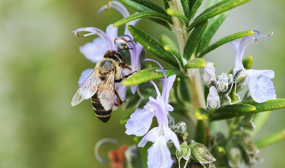 bee, insect, garden, flower, pollen, nectar, animal themes HD wallpaper