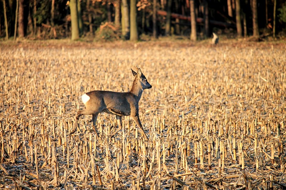 roe deer, fallow deer, wild, field, animal, animal themes, animal wildlife HD wallpaper