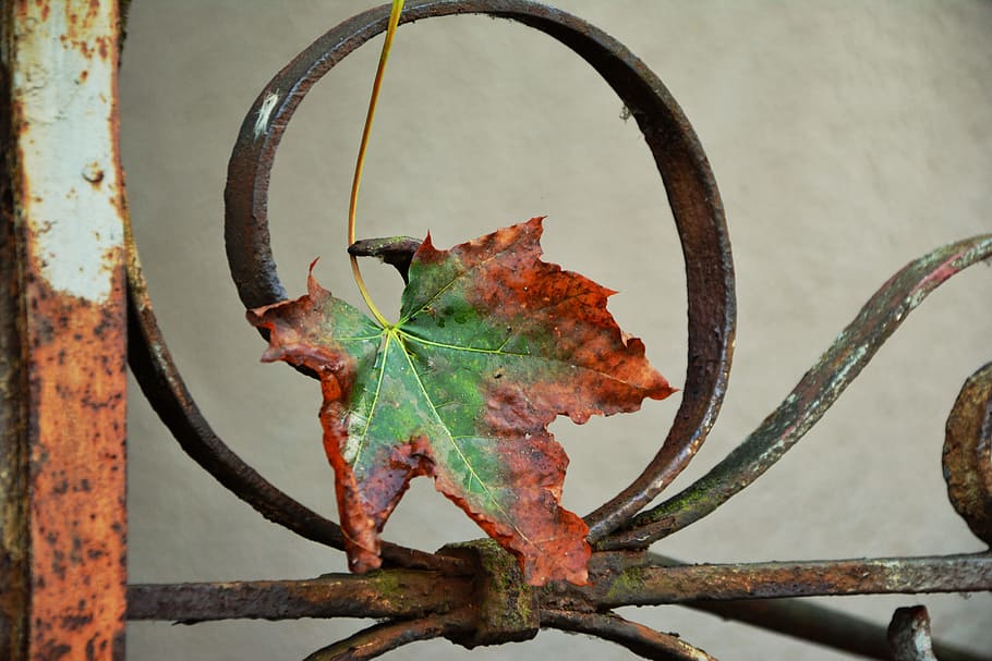 green and brown maple leaf on grill, autumn leaf, withered HD wallpaper