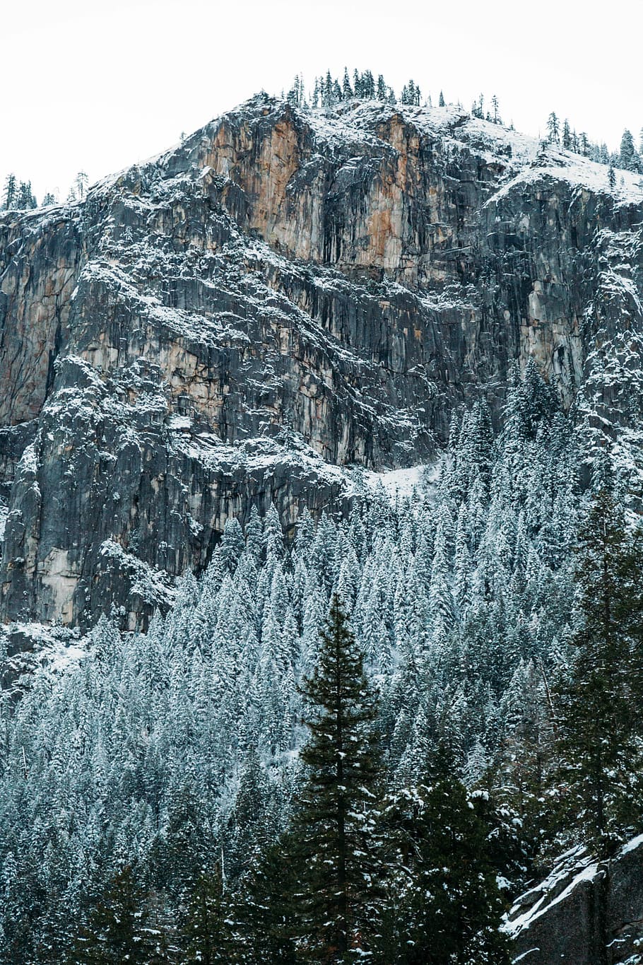 mountain covered with snow under sky at daytime, pine trees on mountains during daytime HD wallpaper