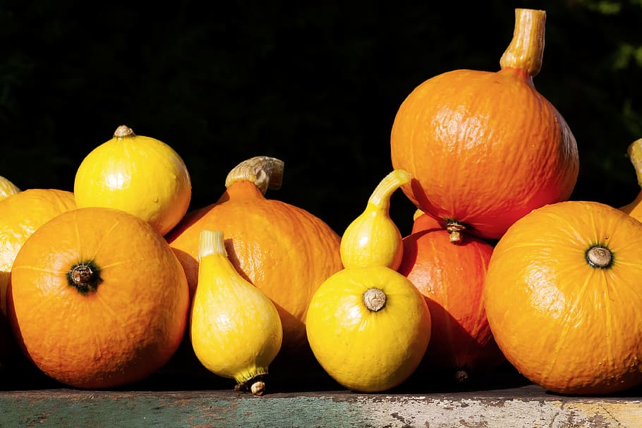 pumpkin, hokkaido, vegetables, garden, orange, yellow, maturity levels, HD wallpaper