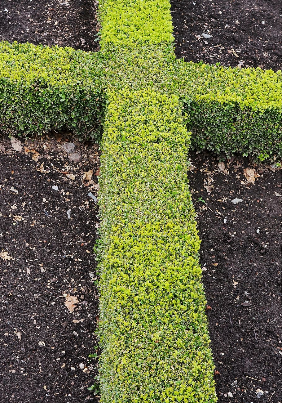 green cross bush, hedge, crucifix, box, knot, gardening, formal HD wallpaper