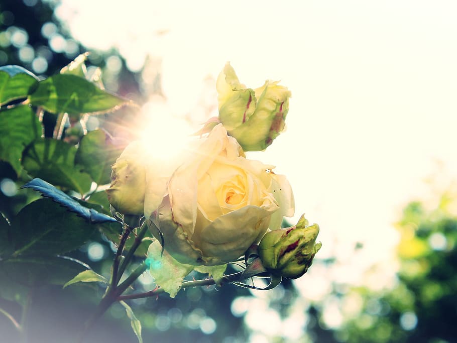 closeup photography of white rose flowers, wild rose, sun, dazzle HD wallpaper