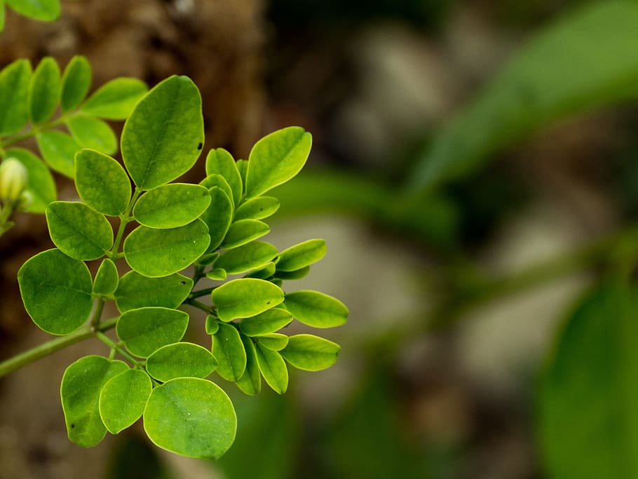 Leaf, Small, Leaves, Green, Nature, small leaf, plant, garden HD wallpaper
