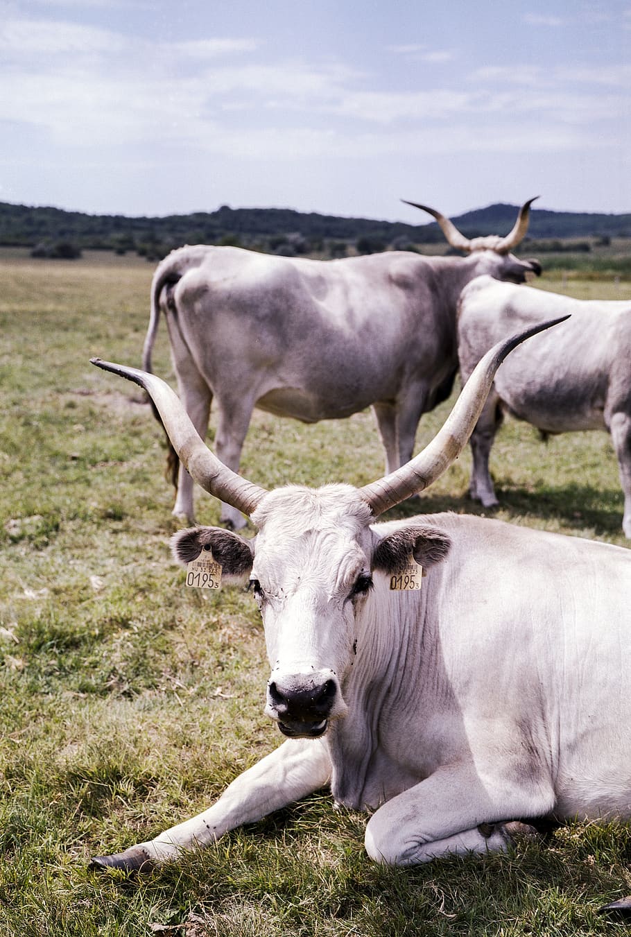 grey, cow, hungarian, animal, mammal, animal themes, domestic animals HD wallpaper