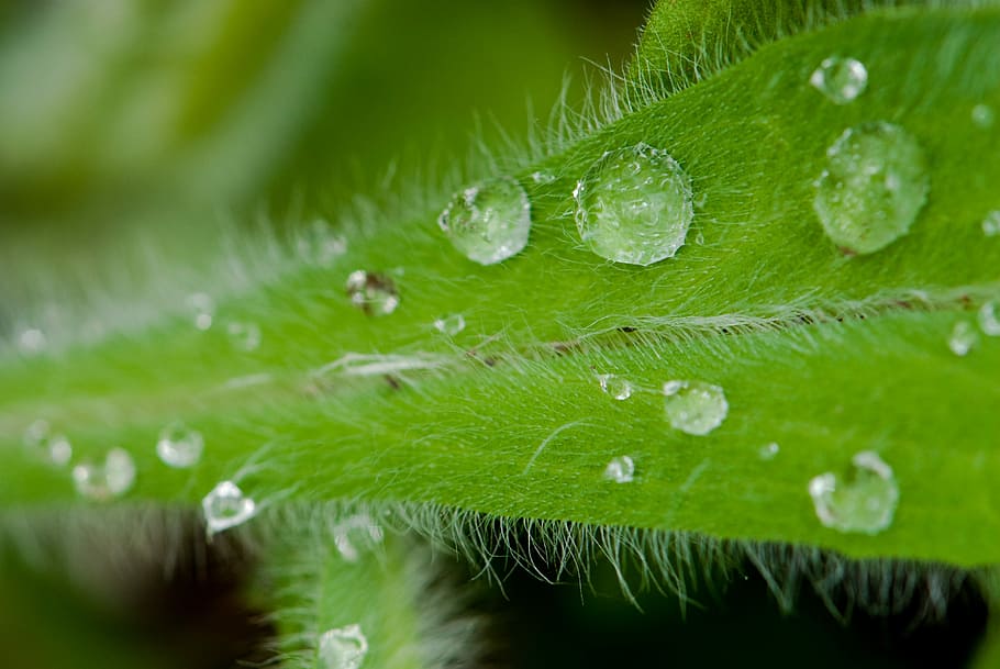 Leaf, Water, Drops, Close, water drops, close leaf, green color HD wallpaper
