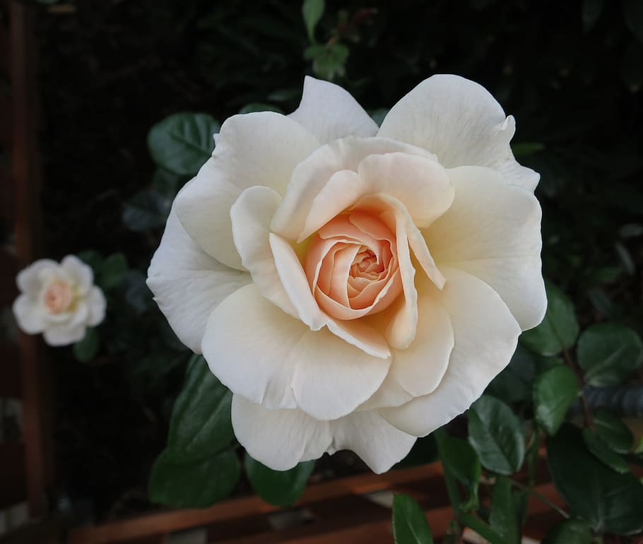 rose, blossom, bloom, white, flower, flowering plant, petal HD wallpaper