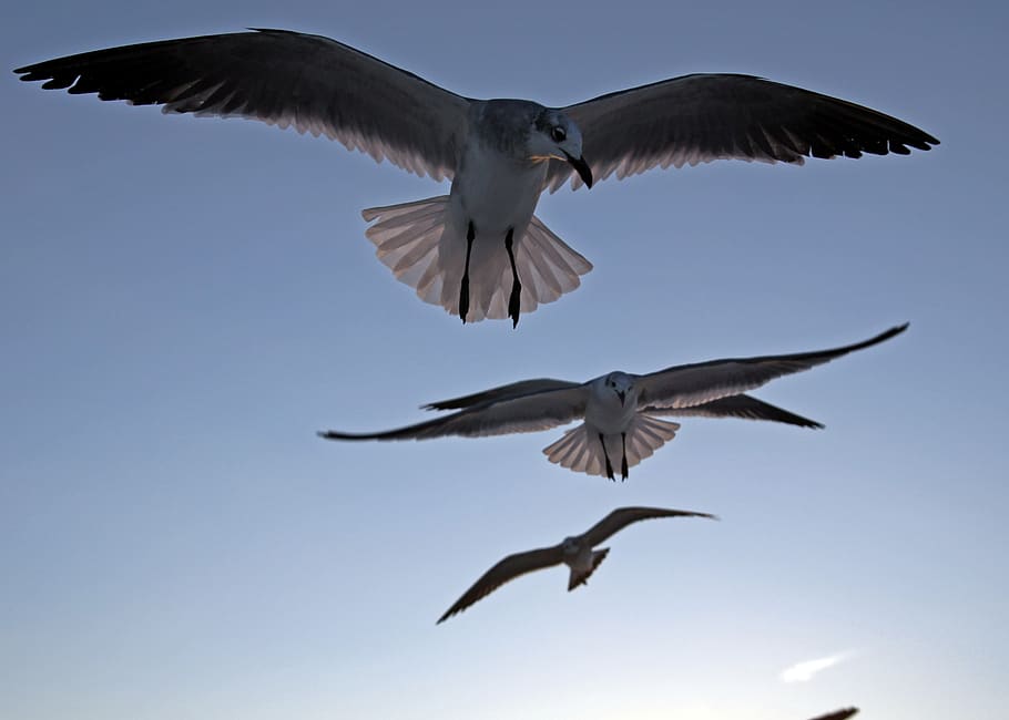 birds, sky, flying, spread wings, animals in the wild, animal themes HD wallpaper
