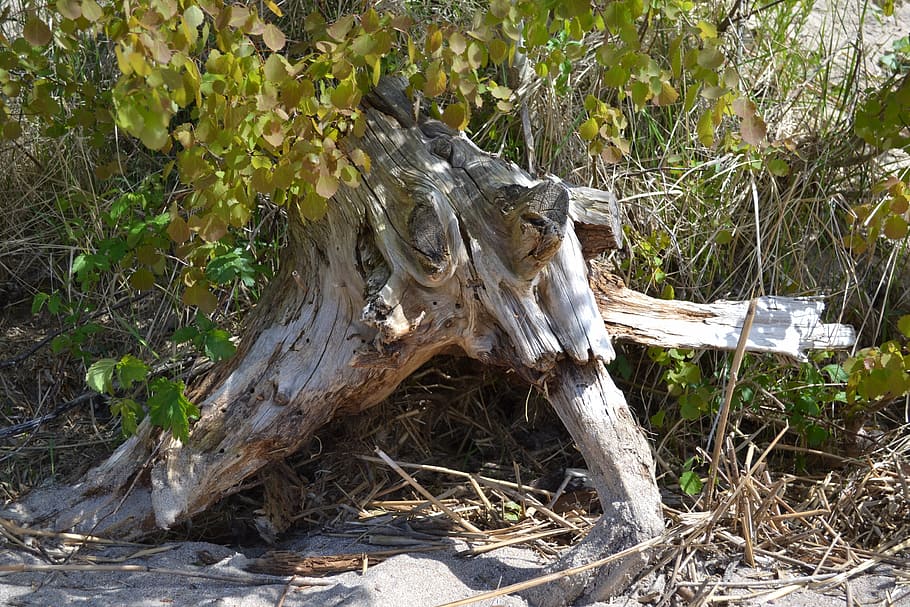 old root, tree root, plant, land, nature, no people, day, wood - material HD wallpaper