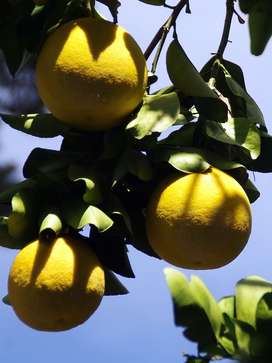 mexico, grapefruit, yellow, citrus, citrus Fruit, food, lemon HD wallpaper