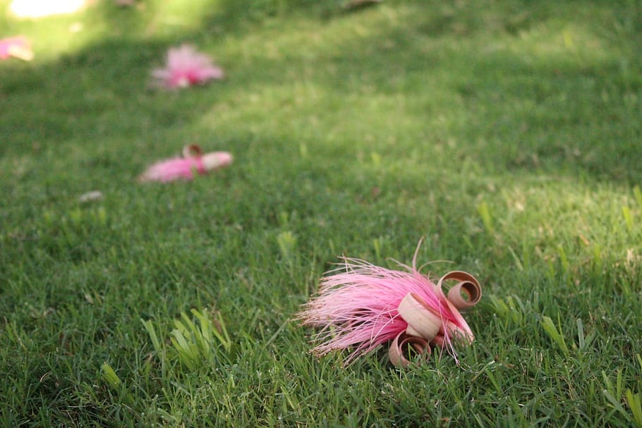 lawn, nature, summer, plant, grass, pink color, animal, animal themes HD wallpaper