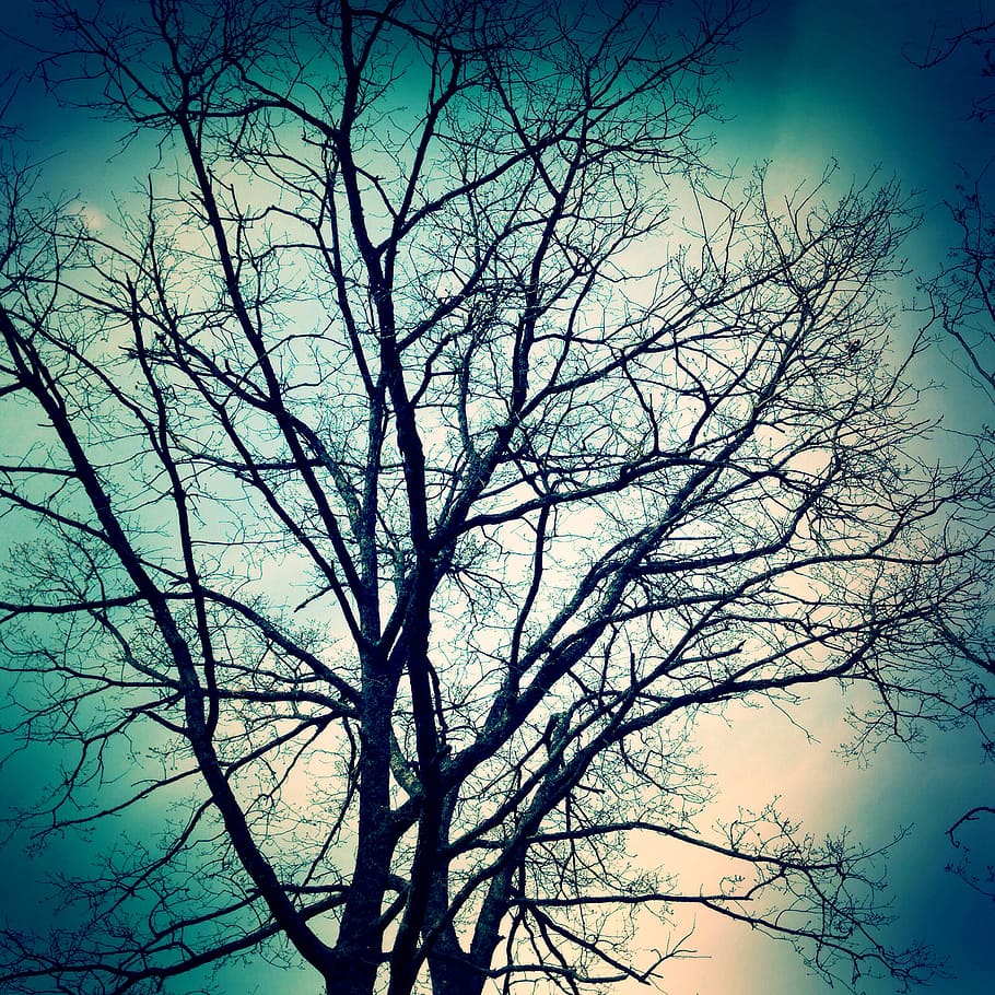 Branches, Trees, Nature, bare tree, sky, low angle view, plant HD wallpaper