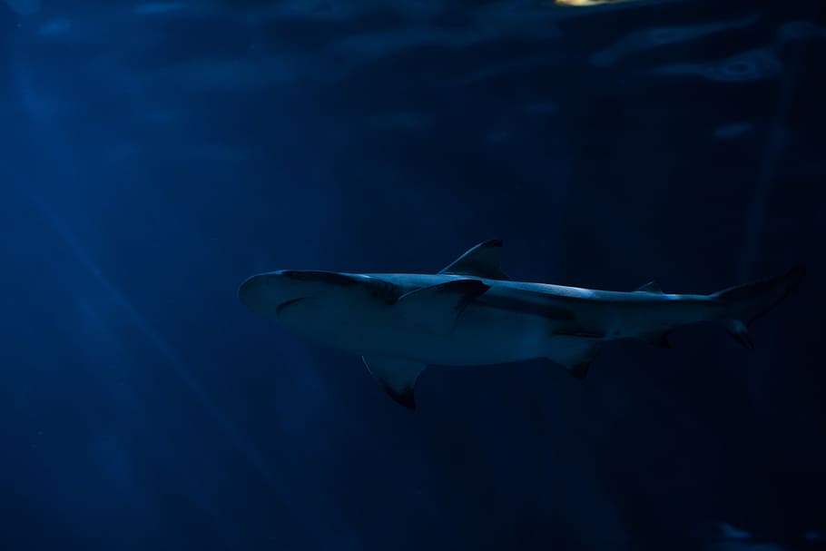 gray shark in body of water, shark swimming underwater, fish, HD wallpaper