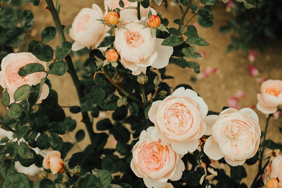 shallow focus photography of peach roses, flower, spring, leafe HD wallpaper