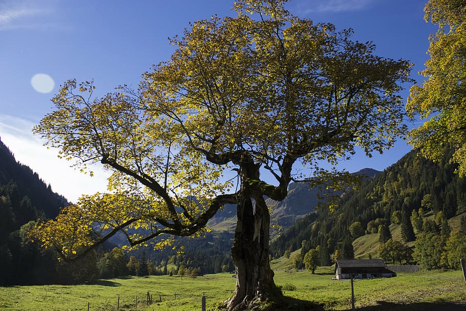 tree, autumn, landscape, plane, fall color, nature, mountain HD wallpaper