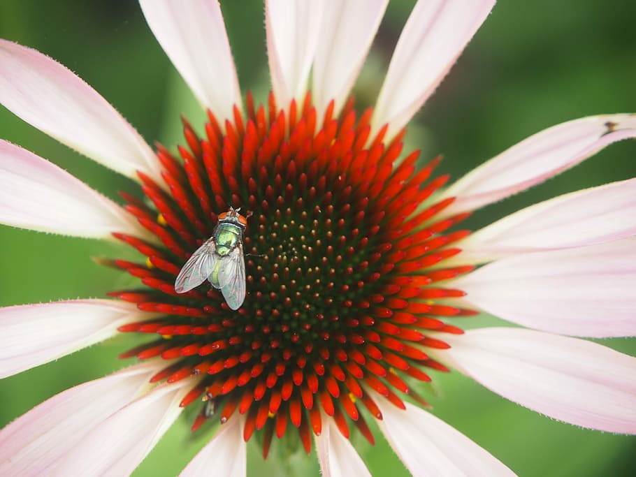 sun hat, garden, plant, fly, insect, flower, nature, blossom HD wallpaper
