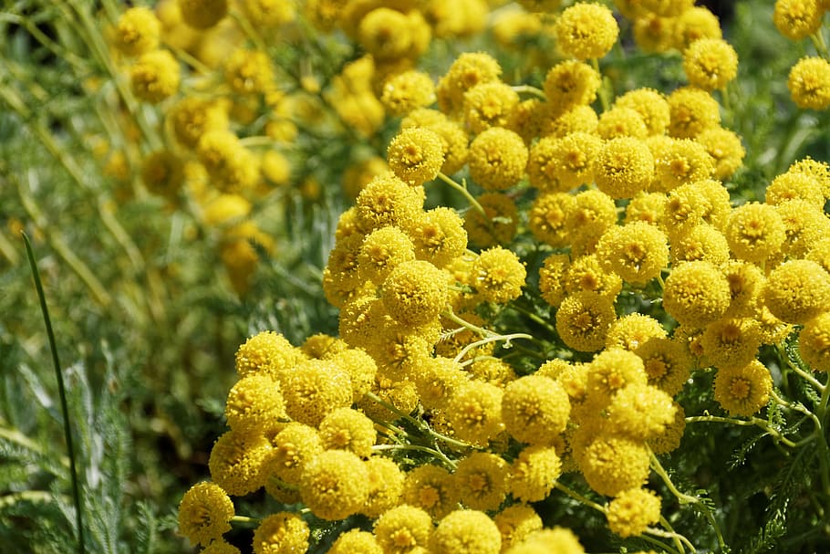 Flowers, Yellow, Close, Shrub, flowering shrub, yellow flower, HD wallpaper