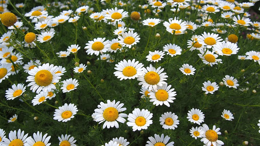 flowers, chamomile, provence, flowering plant, freshness, petal HD wallpaper