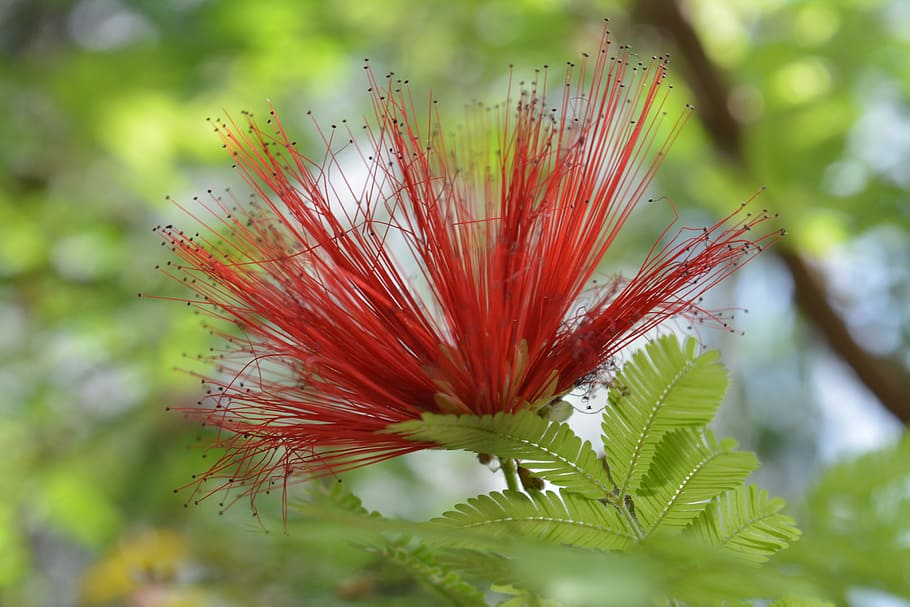 nature, leaf, plant, summer, garden, closeup, flower, beautiful HD wallpaper