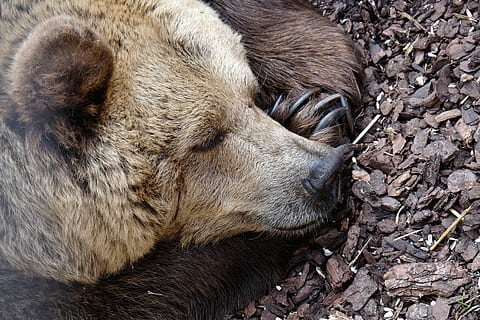 grizzly bear, sleeping grizzly bear, peace, asleep, brown, fur HD wallpaper