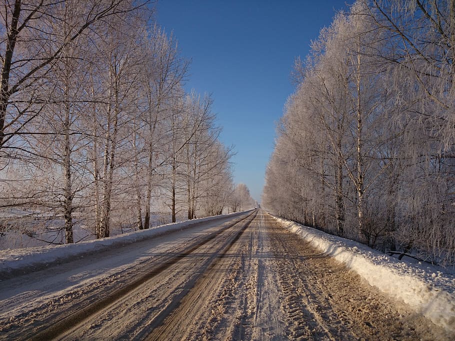 sunny, road, winter, tree, the way forward, bare tree, direction HD wallpaper