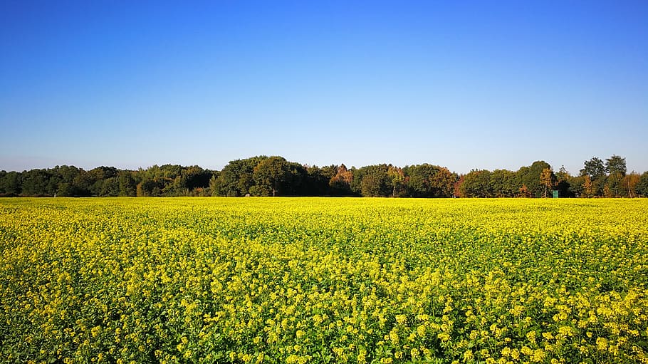 yellow mustard, green manure, catch crop, soil activator, agriculture, HD wallpaper
