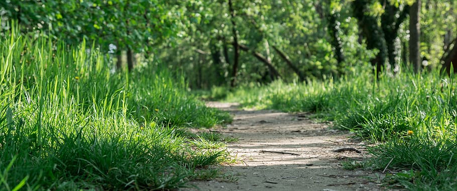 nature, path, grass, wood, trees, spring, road, plant, green color HD wallpaper