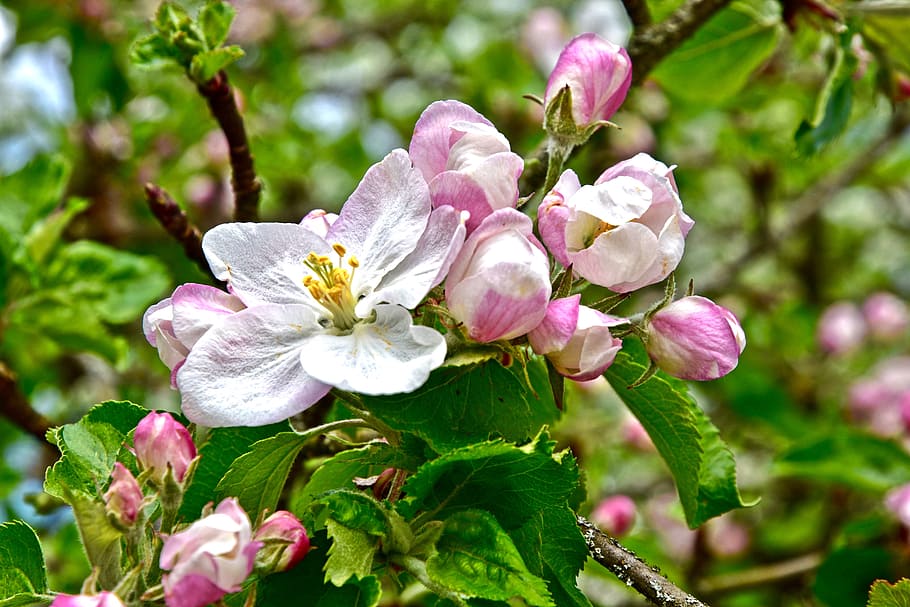 spring, blossom, bloom, apple blossom, full bloom, orchard HD wallpaper