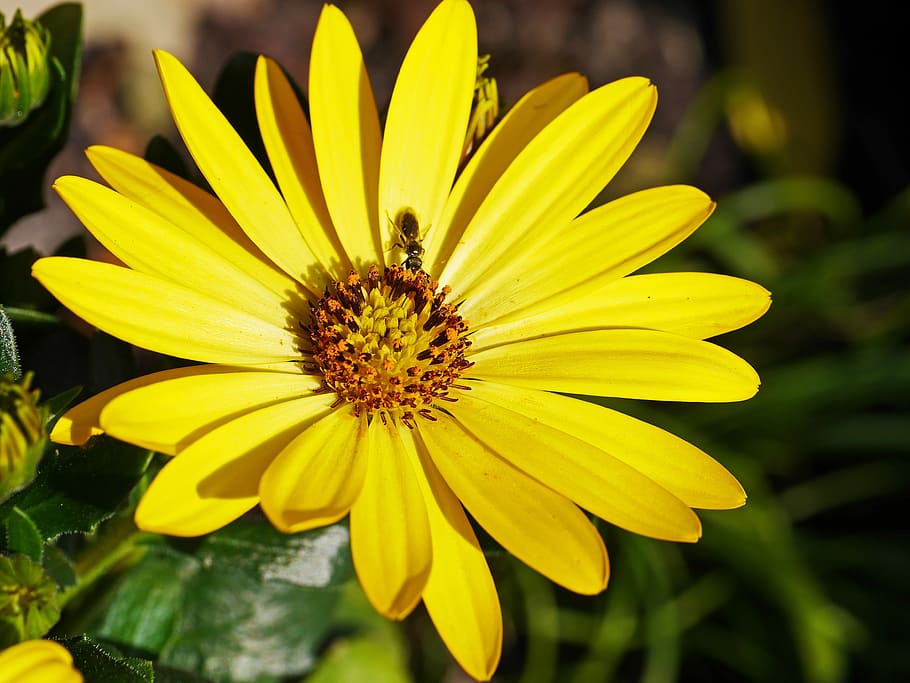 Spring, Flower, Insect, Nectar, Yellow, spring flower, sunny HD wallpaper