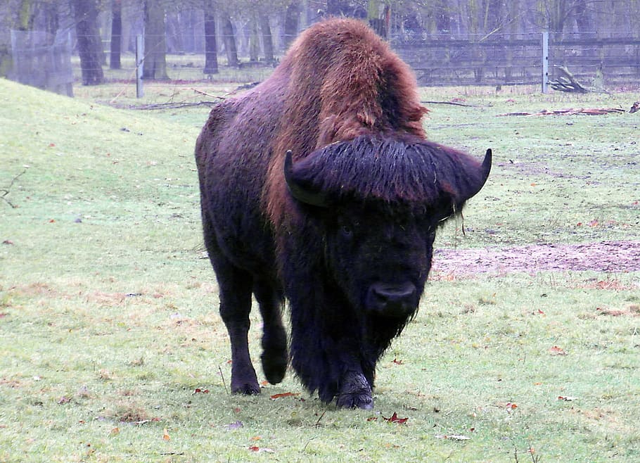 wisent, buffalo, large, massive, autumn forest, zoo, wildlife park HD wallpaper