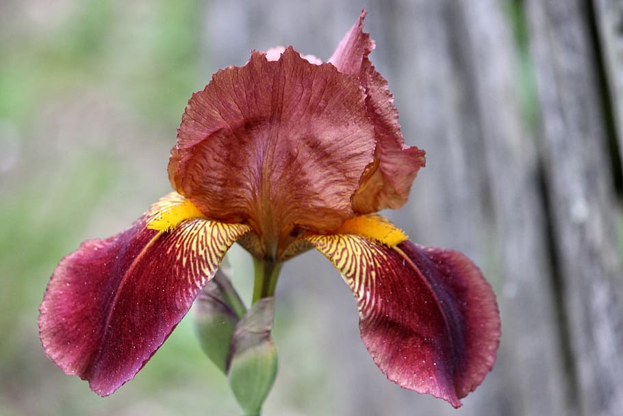 Iris, Lily, Blossom, Bloom, Nature, spring, plant, flower, close-up HD wallpaper