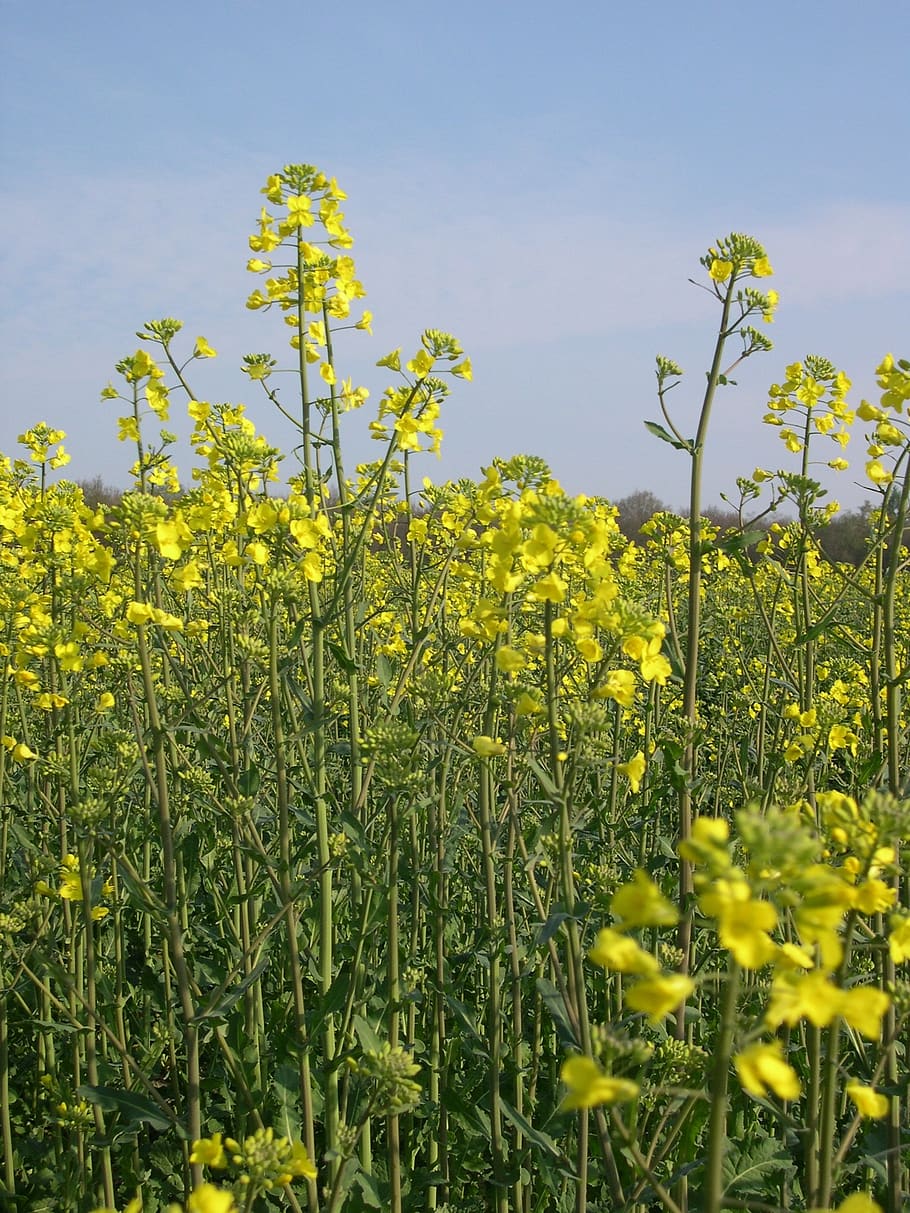 rapeseed, arable farming, agriculture, field, yellow, plant HD wallpaper