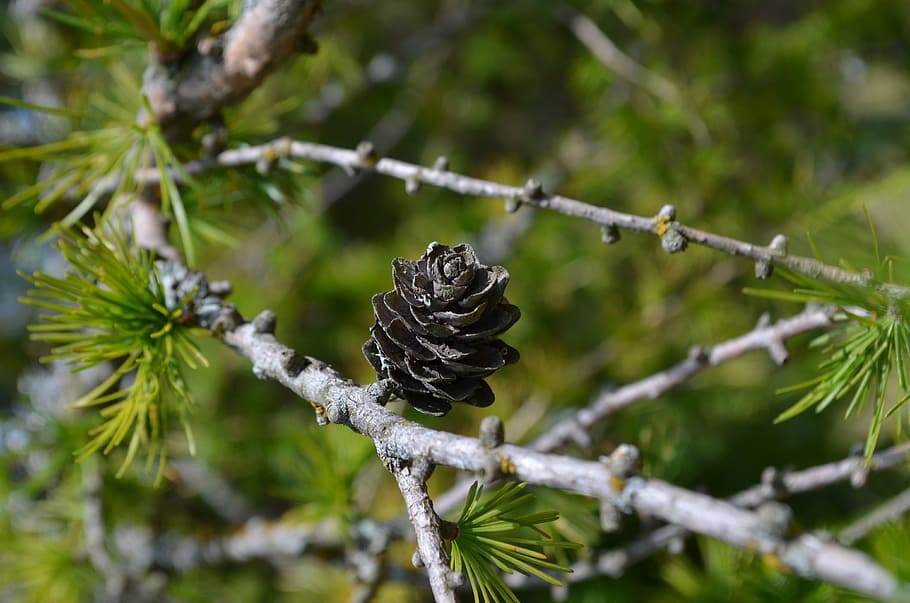 nature, macro, tree, branch, dry, cone, plant, focus on foreground HD wallpaper