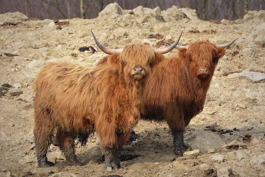 cow, animals, nature, livestock, mammal, animal themes, domestic animals HD wallpaper
