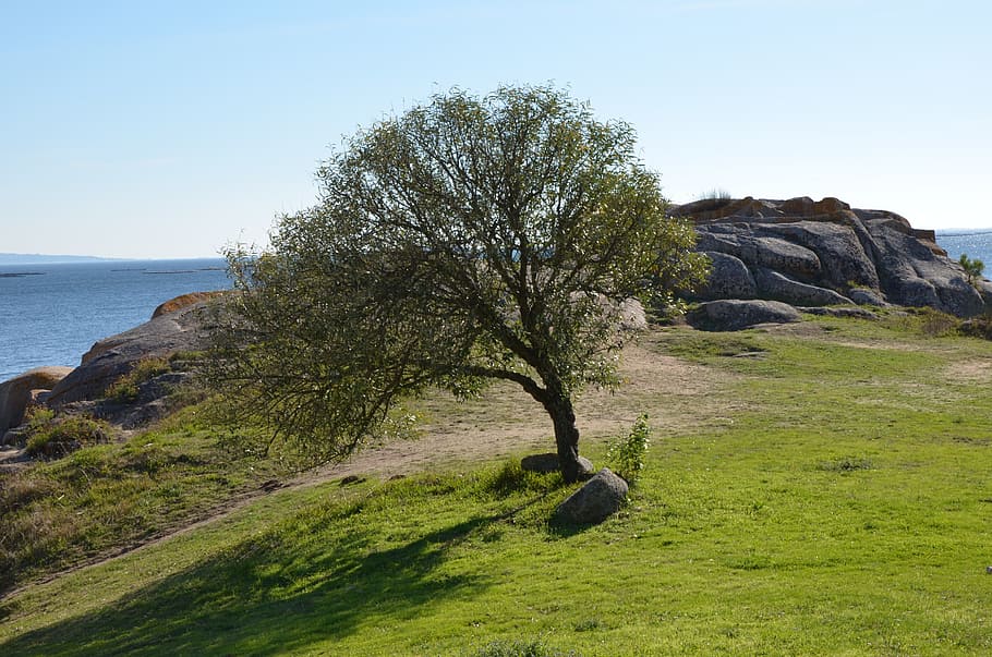 Tree, Landscape, Nature, Contrast, green, one animal, day, outdoors HD wallpaper