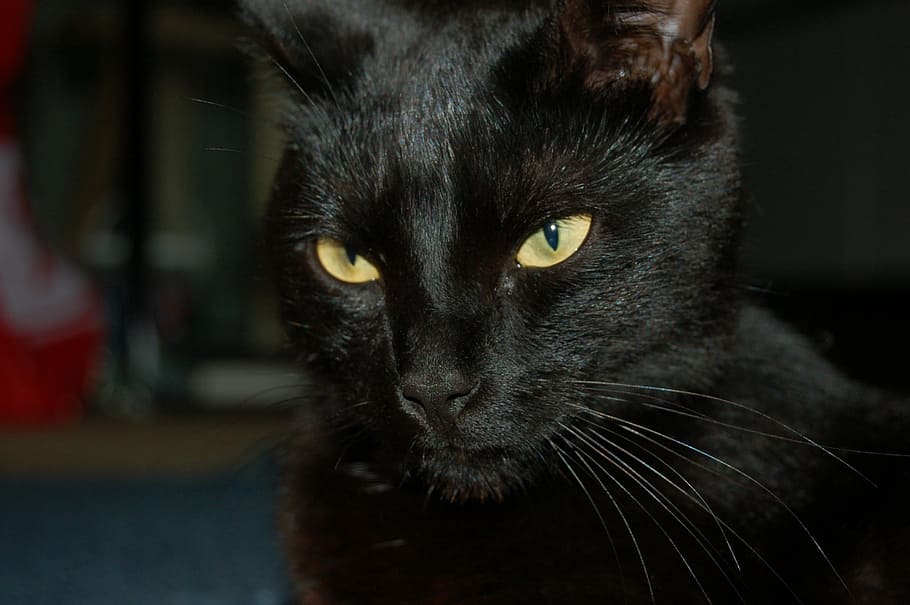 black, cat, eyes, pet, beast, animal, mammal, animal themes HD wallpaper